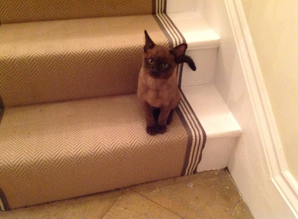 Horace - my shadow for the weekend