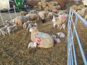 Lots of new families. The numbers are to match the ewes and lambs. 
